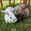 2 bonded bunnies looking for a forever home!-0