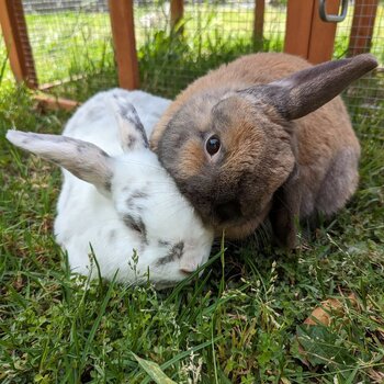 2 bonded bunnies looking for a forever home!