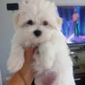 Papered Purebred Maltese Pups for sale-1