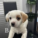 Puppies for sale -4