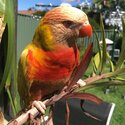 Lutino Rainbow Lorikeet -4