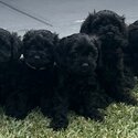 Toy Cavoodle Puppies-3