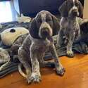 German Shorthaired Pointer Puppies -0