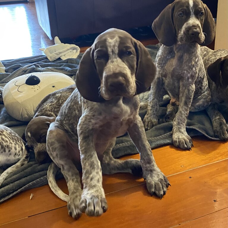 German Shorthaired Pointer Puppies 