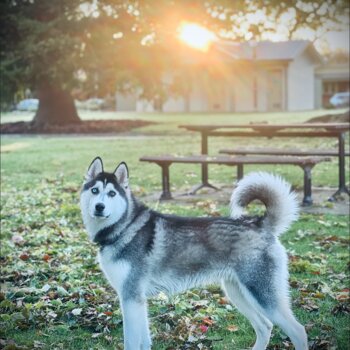 Pure Breed 1 Year Old Male Fully Vaccinated and Desexed Siberian Husky looking to Rehome 