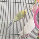 Budgies/ rainbow budgie/ white budgie/ Albino budgie/ clearwing budgie-2