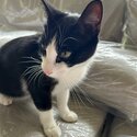 Domestic Shorthair Looking For A New Home!-4