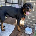 Purebred Rottweiler needs new home-1