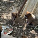 Australian Cattle Dog Puppies -4