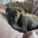 10wk old STAFFY X WIRED HAIR TERRIER puppies for adoption-2