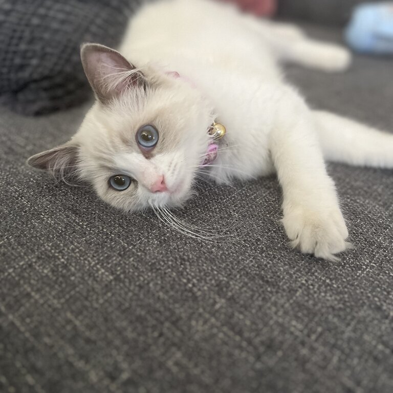 Ragdoll kitten