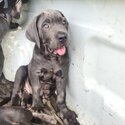 Neapolitan Mastiff Puppys-1