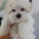 Papered Purebred Maltese Pups for sale-4