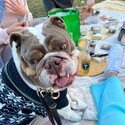 British Bulldog - Ralph 3 years old -1