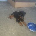 Pure-bred Rottweiler pupies -1