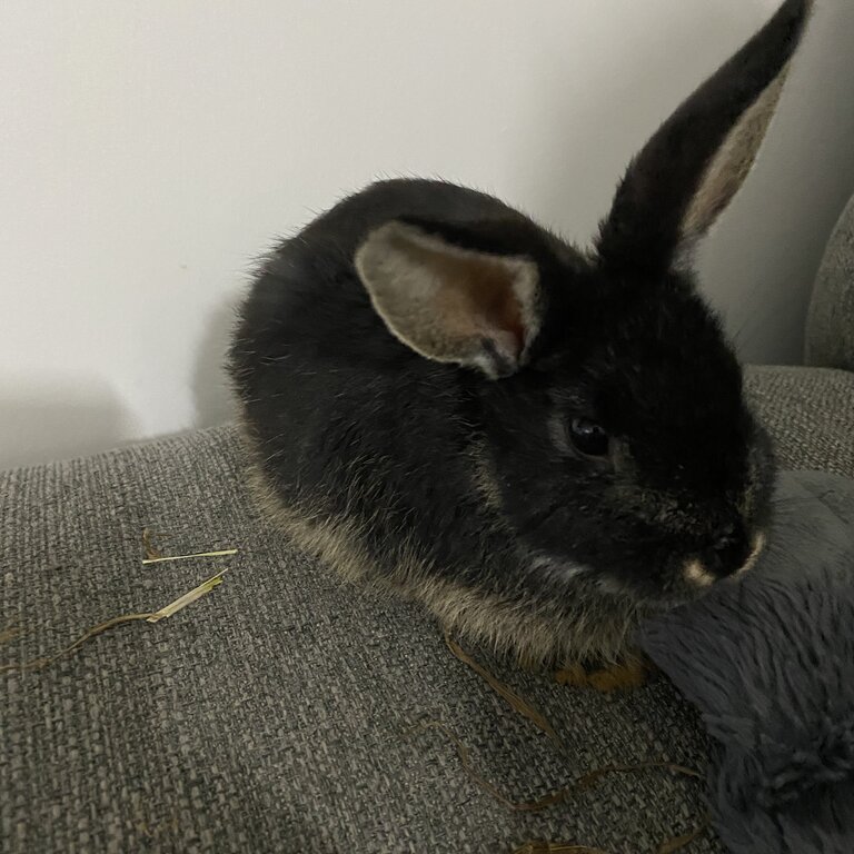 Rehoming Pip the bunny 