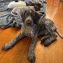 German Shorthaired Pointer Puppies -3