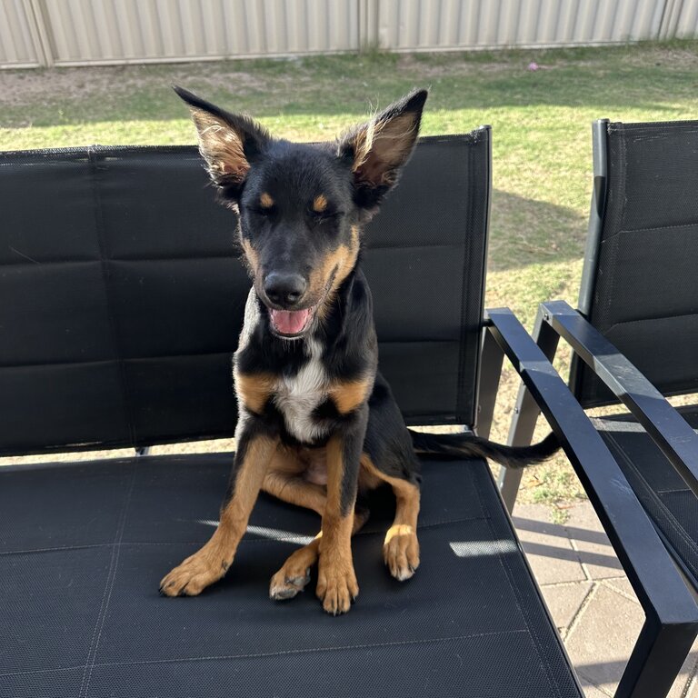 Beau the Kelpie 