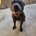 Blue staffy-1