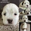 Maltese Shih Tzu Puppies ready in 4 weeks-5