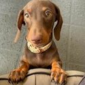 23 Week Old - Miniature Chocolate Dachshund Puppy with Light Brown Markings  -1