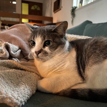 Russian Blue X 4yo F for a new home