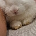 White Netherland Dwarf Rabbit-3