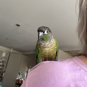 CONURE GREEN CHEEK