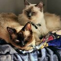 Ragamese kittens for sale (Ragdoll x Siamese)-2