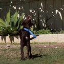 15 week old pure bred Australian kelpie-3