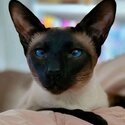 PURE BREED SEAL POINT SIAMESE-0