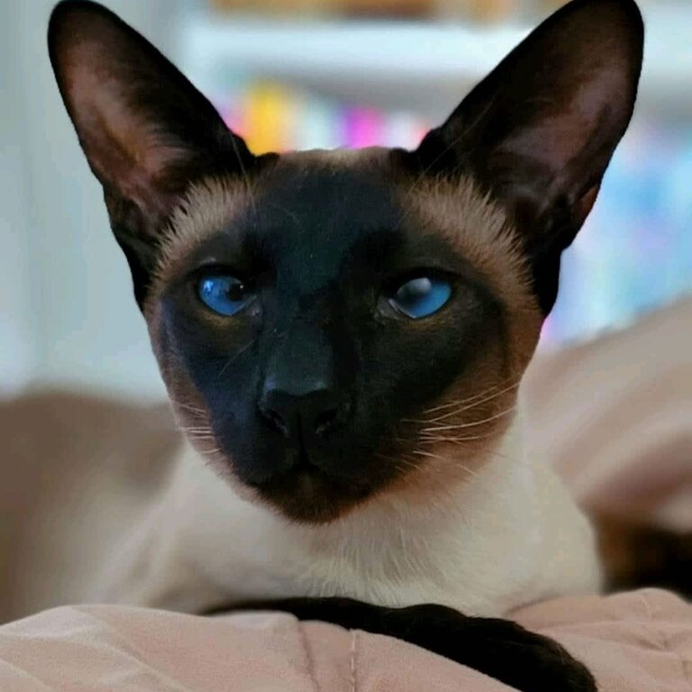 PURE BREED SEAL POINT SIAMESE