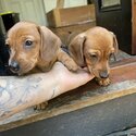 Purebred mini dachshunds-4