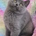 Registered purebred Scottish Fold and Shorthair kittens with pedigrees -2