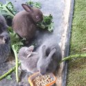 Dwarf Bunnies -2