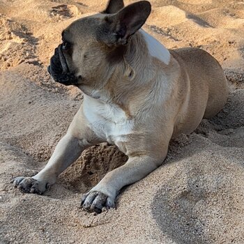 French bulldog Fawn