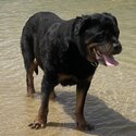 Male Rottweiler- Bear-2