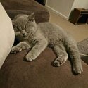 Blue British Shorthair Kitten-2