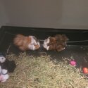 2 x male guinea pigs -0