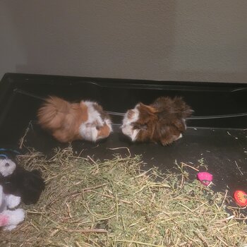 2 x male guinea pigs 