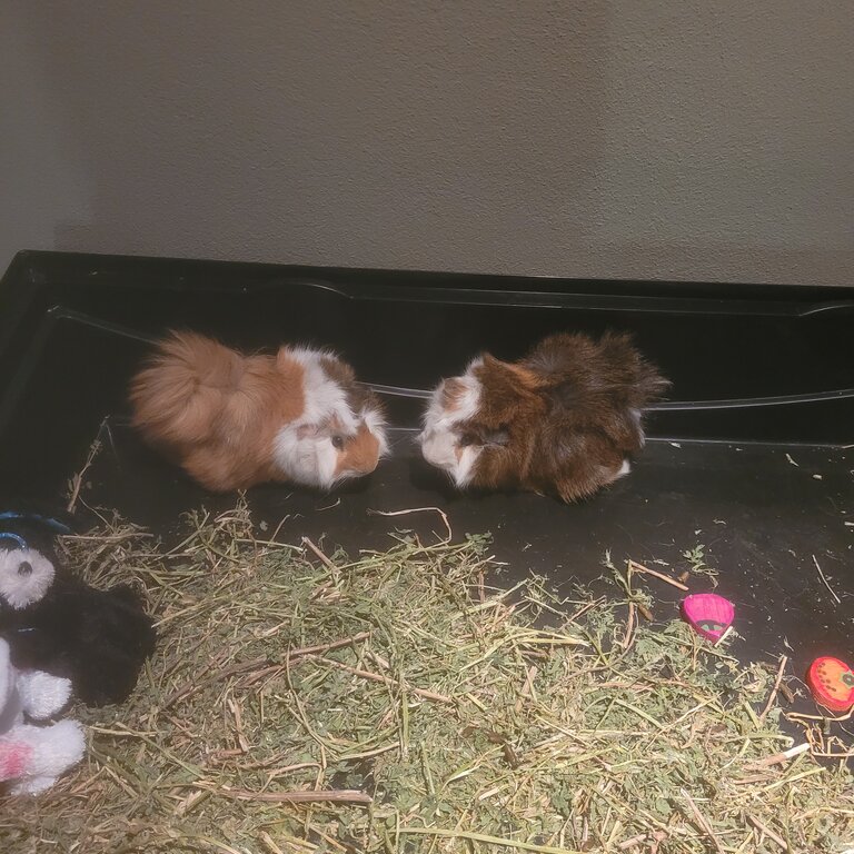 2 x male guinea pigs 