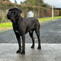 Last Pup - Purebred - Cane Corso - Boy-4