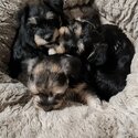 FOXIESCHNAUZER PUPS MINI-3