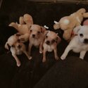 Pugalier puppies for sale!-0