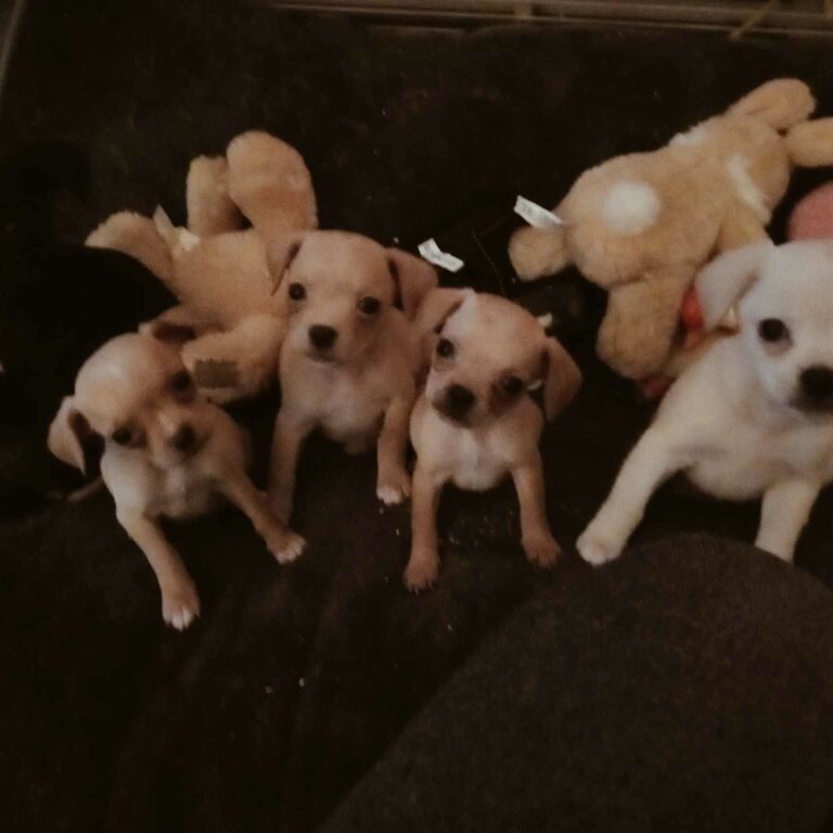 Pugalier puppies for sale!