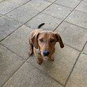 Dachshund x Heller -1