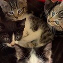 Cute kittens for sale -0