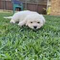 Cavoodle Puppy for sale-3