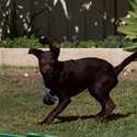 15 week old pure bred Australian kelpie-2