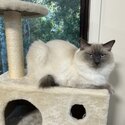 Ragdoll Cat ADOPTED JUST Can’t delete -0